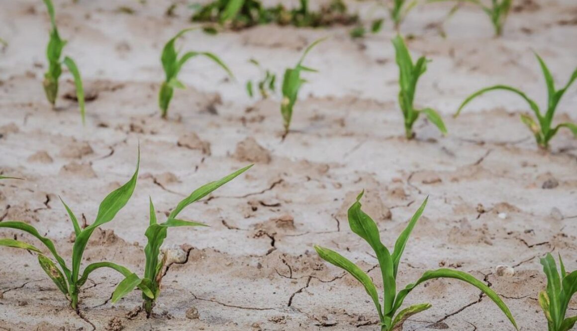 farmers crops ecb