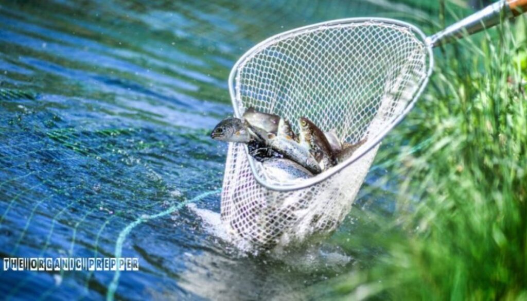 fishing op