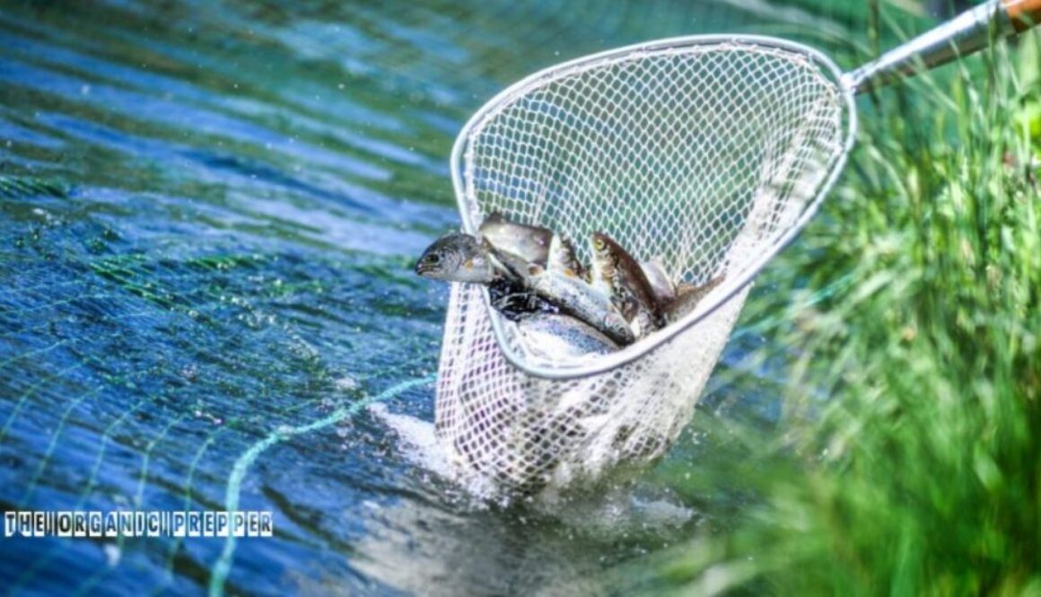 fishing op