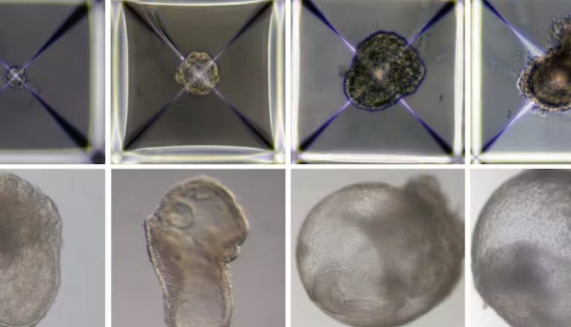 synthetic embryo