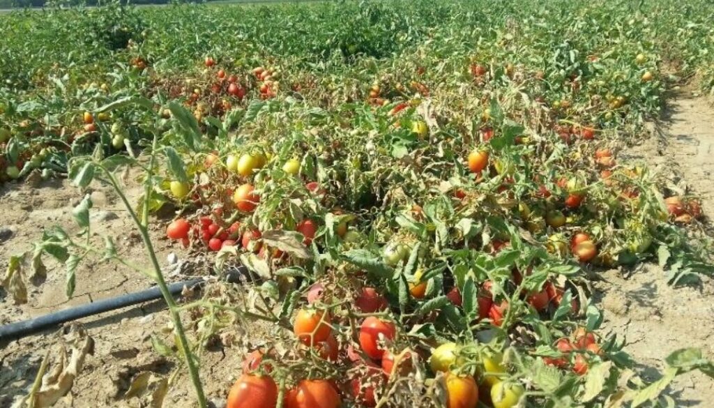 tomato drought