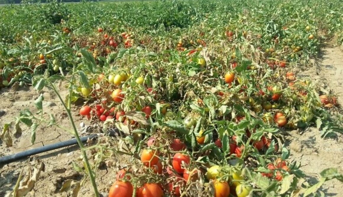 tomato drought