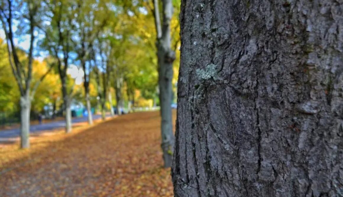 bark pexels