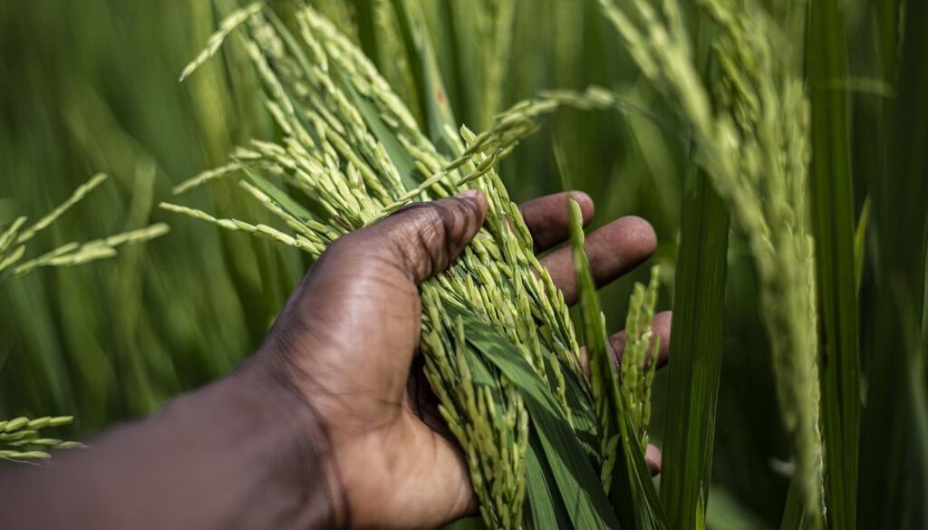 rice production
