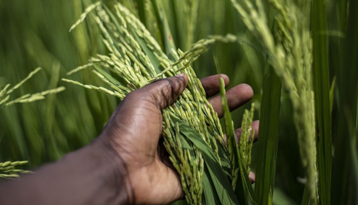 rice production
