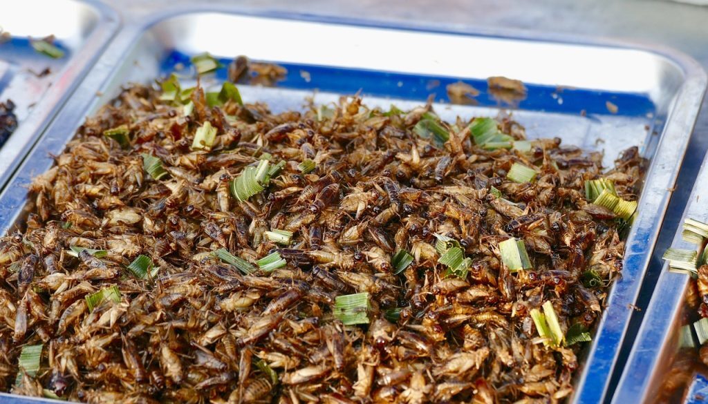 edible crickets pixa