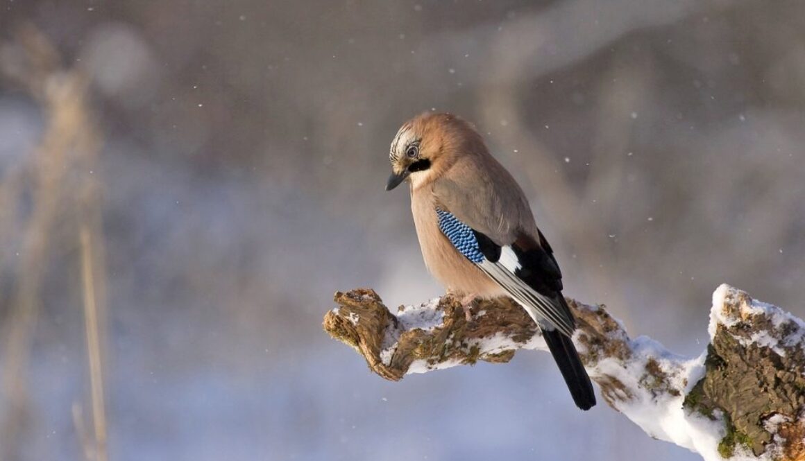 jay-548381_1280