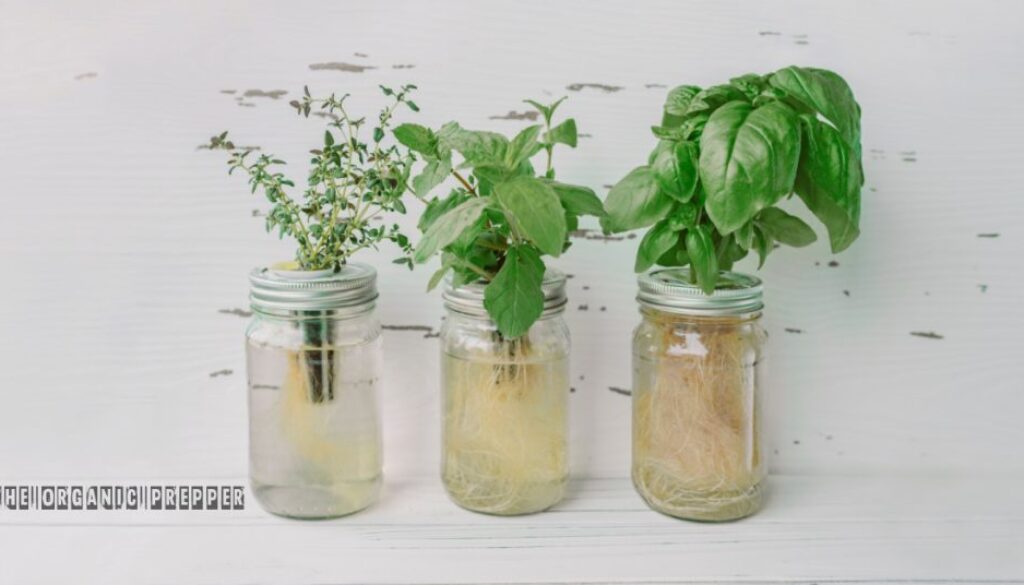 kratky-jars
