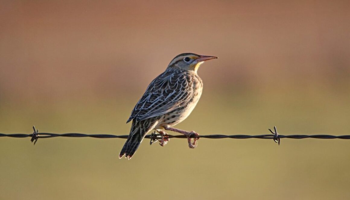 meadowlark-6723761_1280