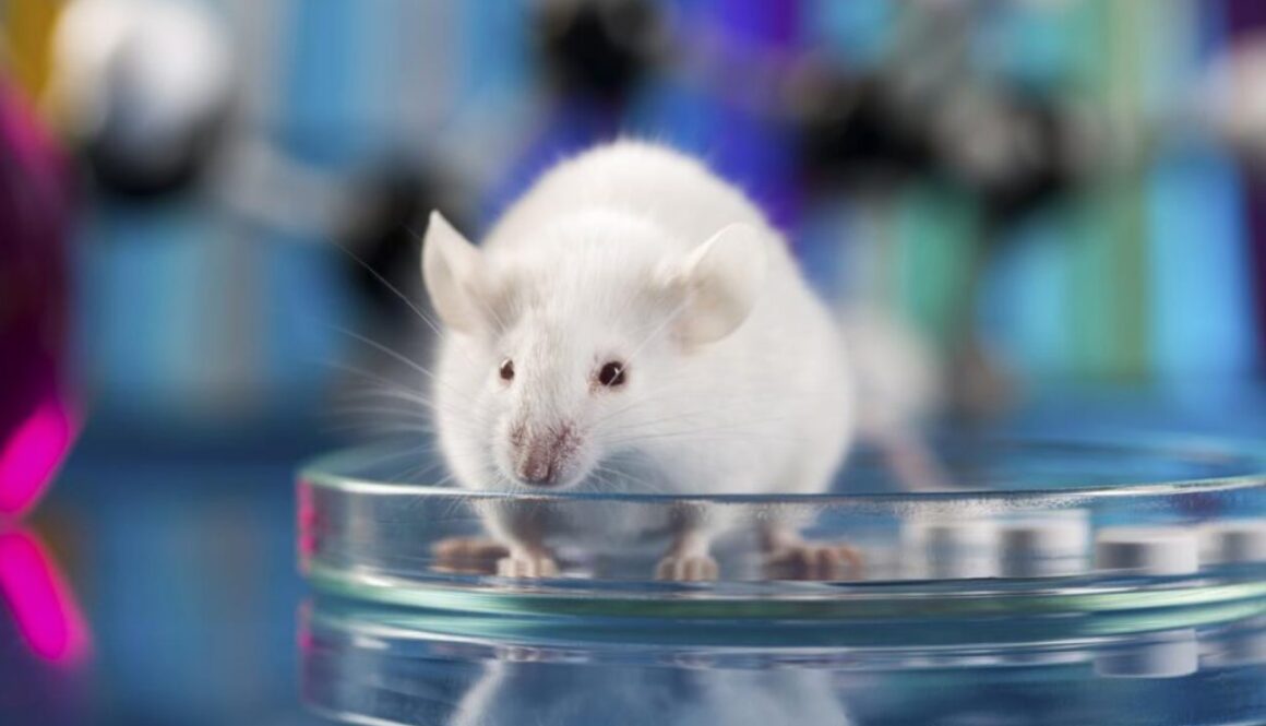 mouse zh