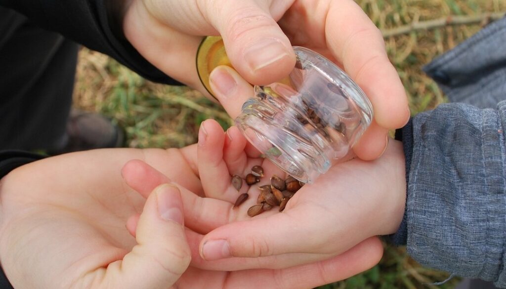 seeds planting pixa