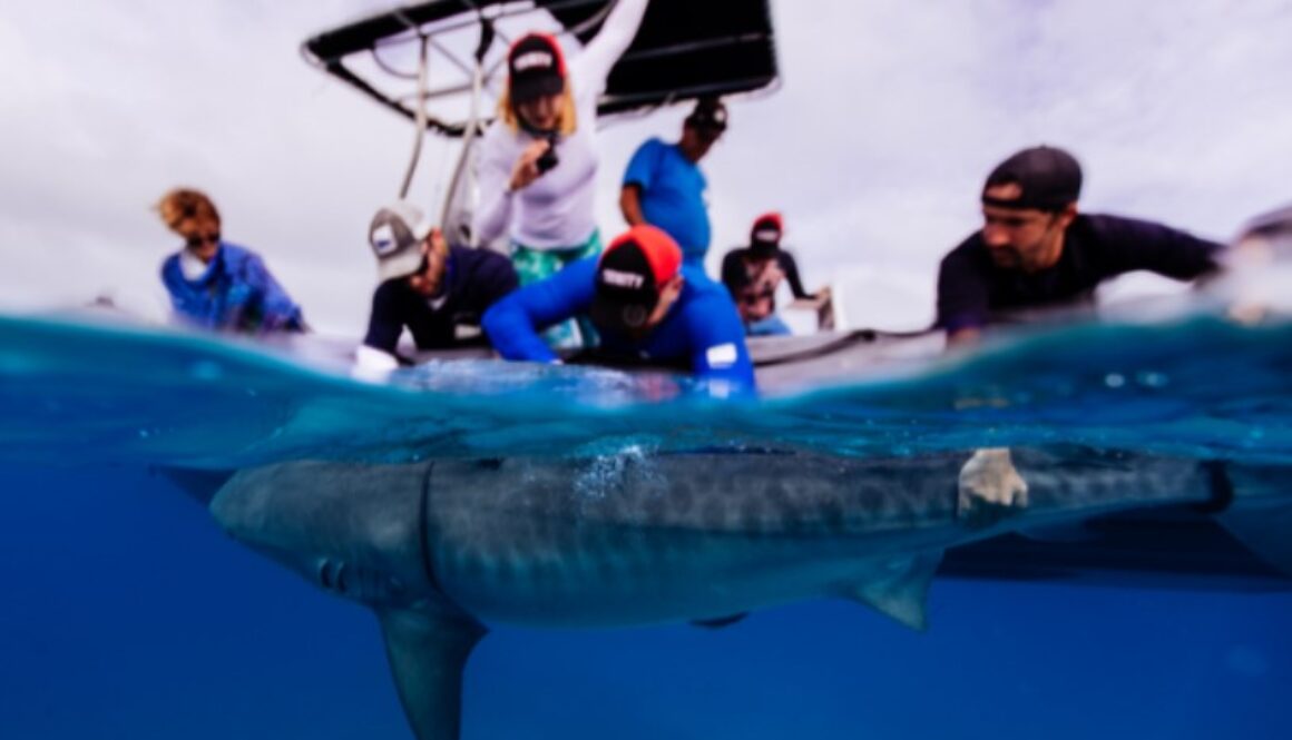 sharks