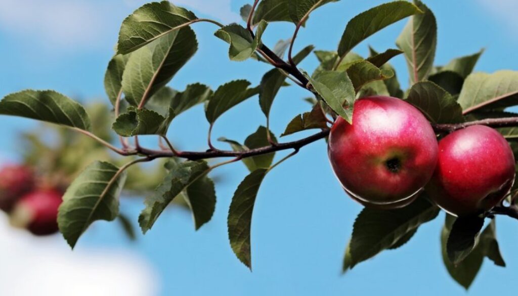 two apples pixa