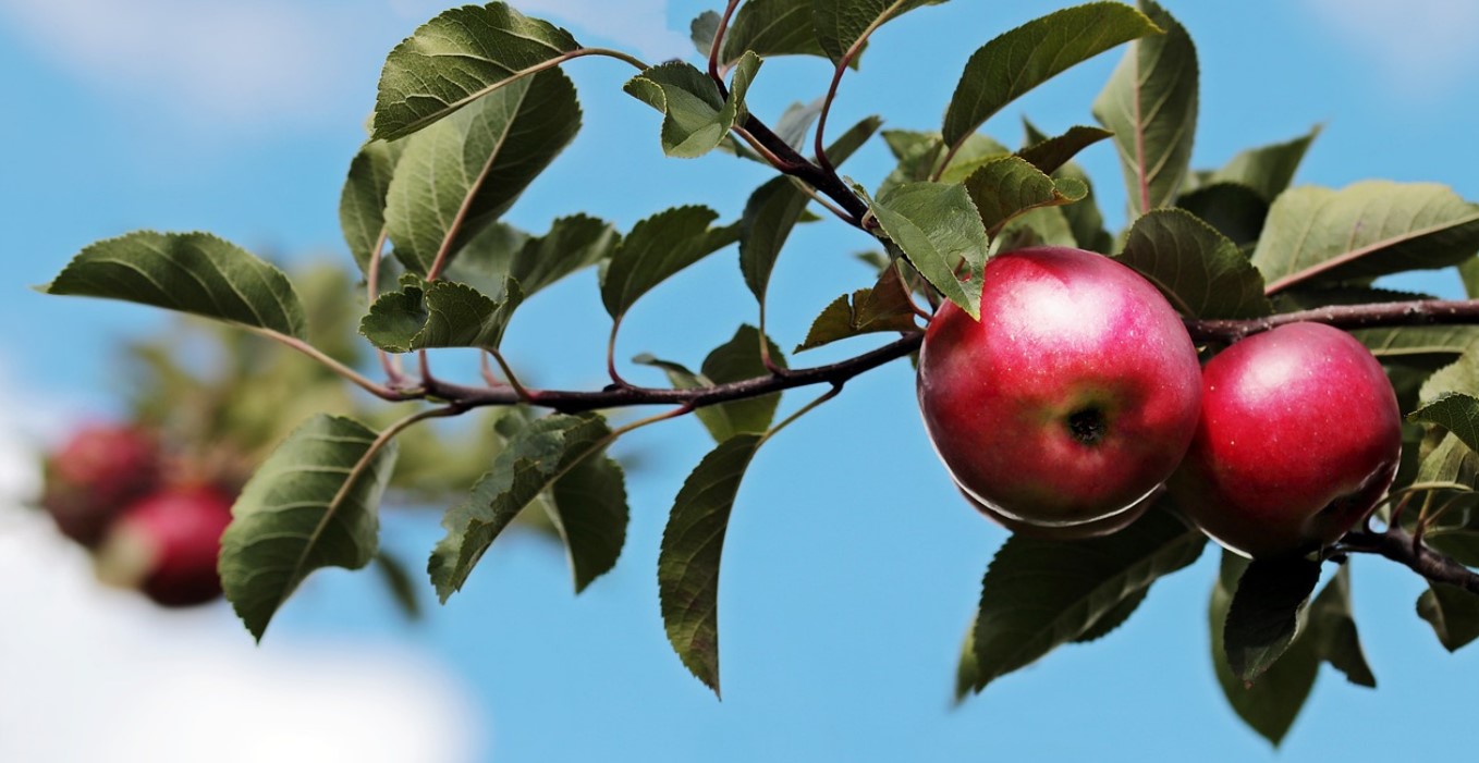two apples pixa two apples pixa