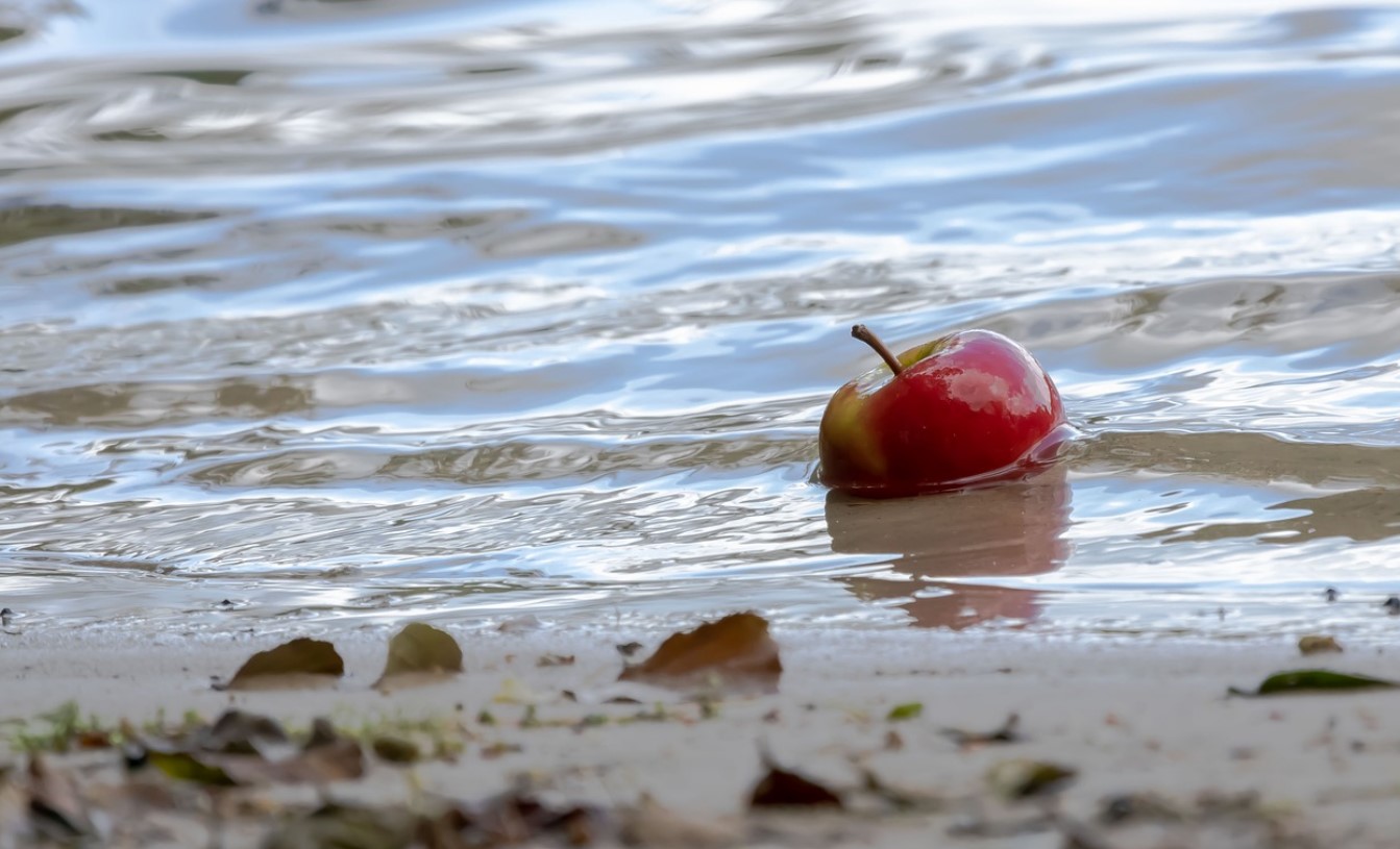 apple beach pixa apple beach pixa