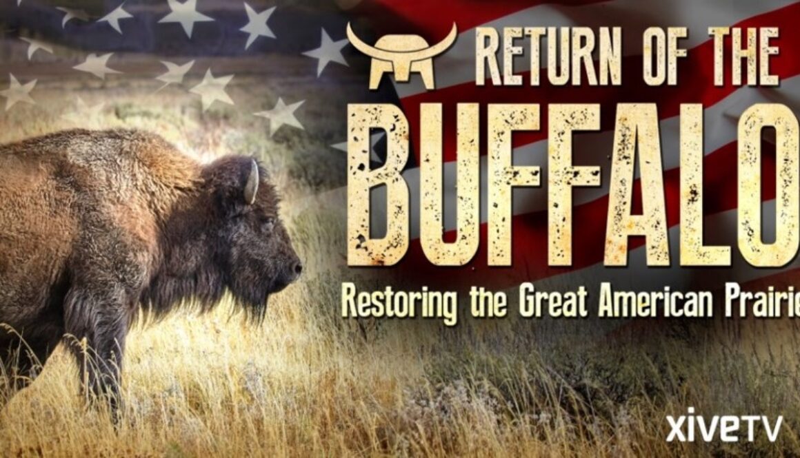 buffalo return