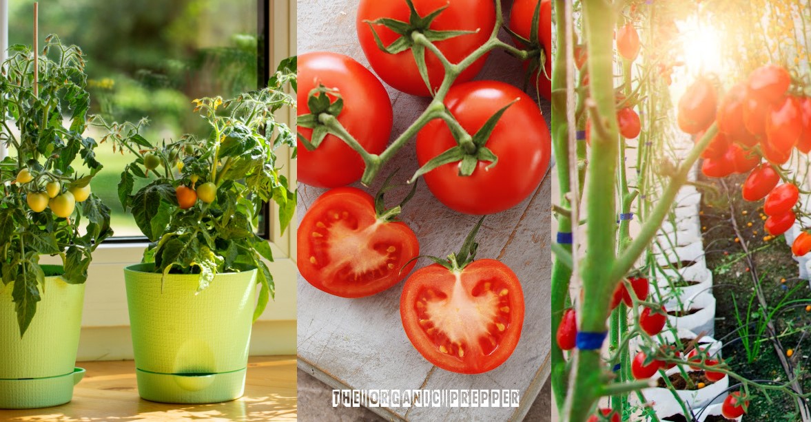 indoor tomatoes op indoor tomatoes op