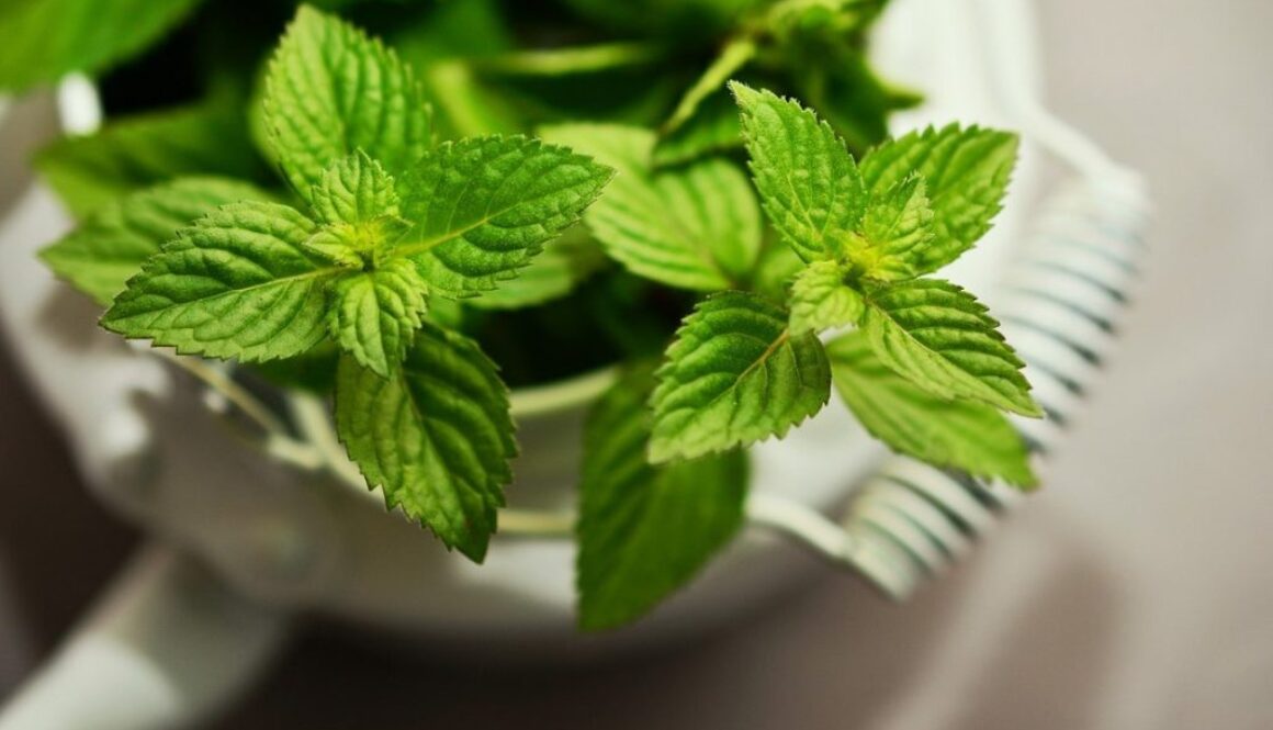 peppermint pixa