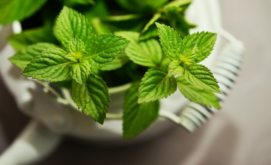 peppermint pixa peppermint pixa