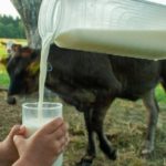 Rulers Warn Against Drinking Raw Milk