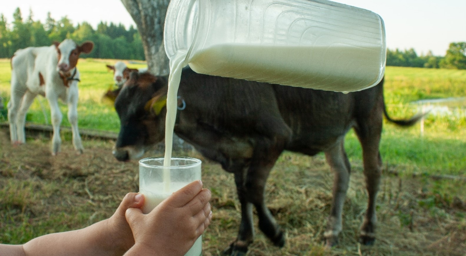 raw milk missouri tac
