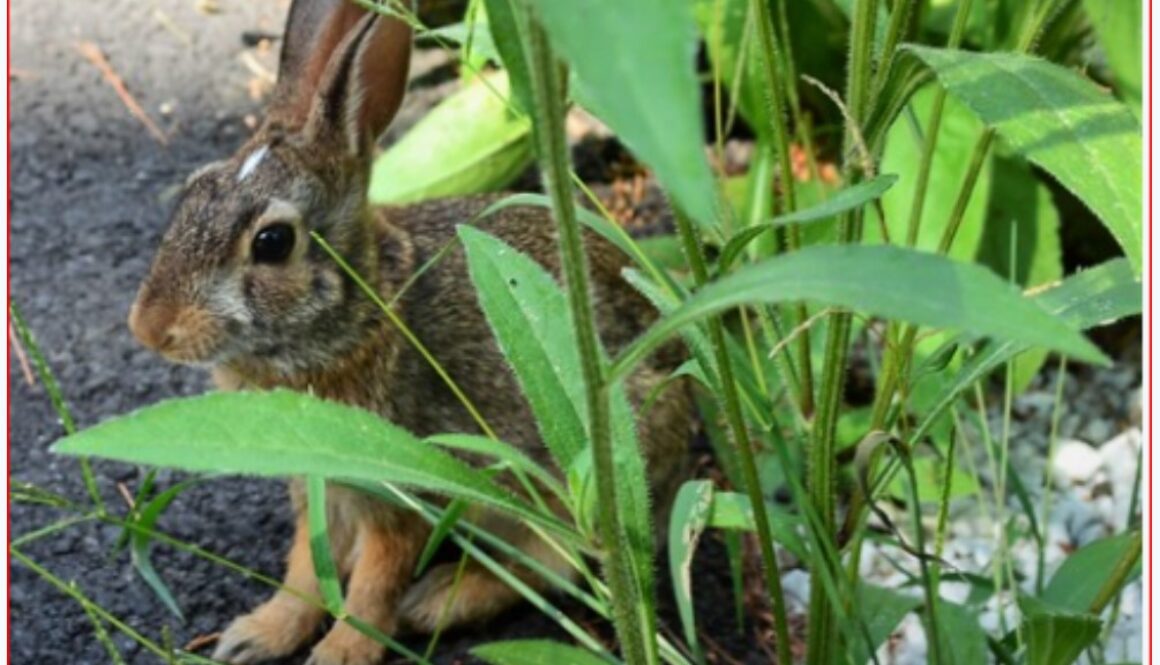 bunny
