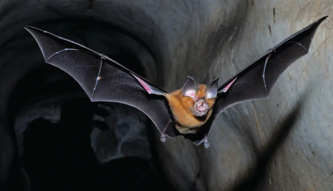 horseshoe bat flying 1_8