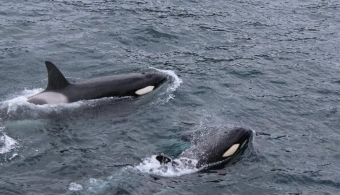 orcas