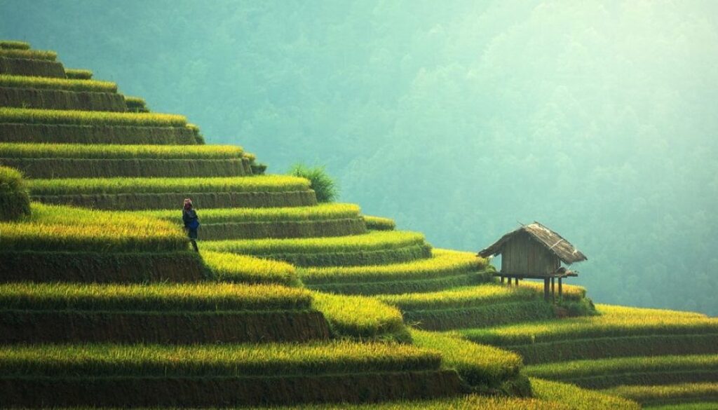 thailand rice pixa