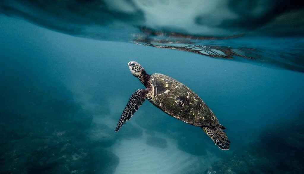 turtle