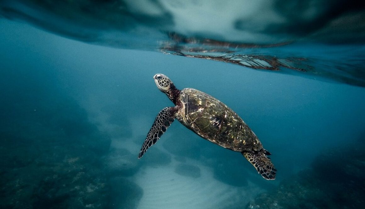 turtle