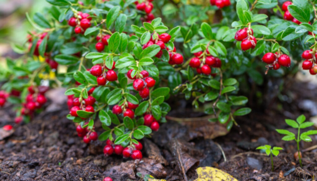 Love_Berries-10_Reasons_Why_You_Should_Try_Lingonberries-GreenMedInfo
