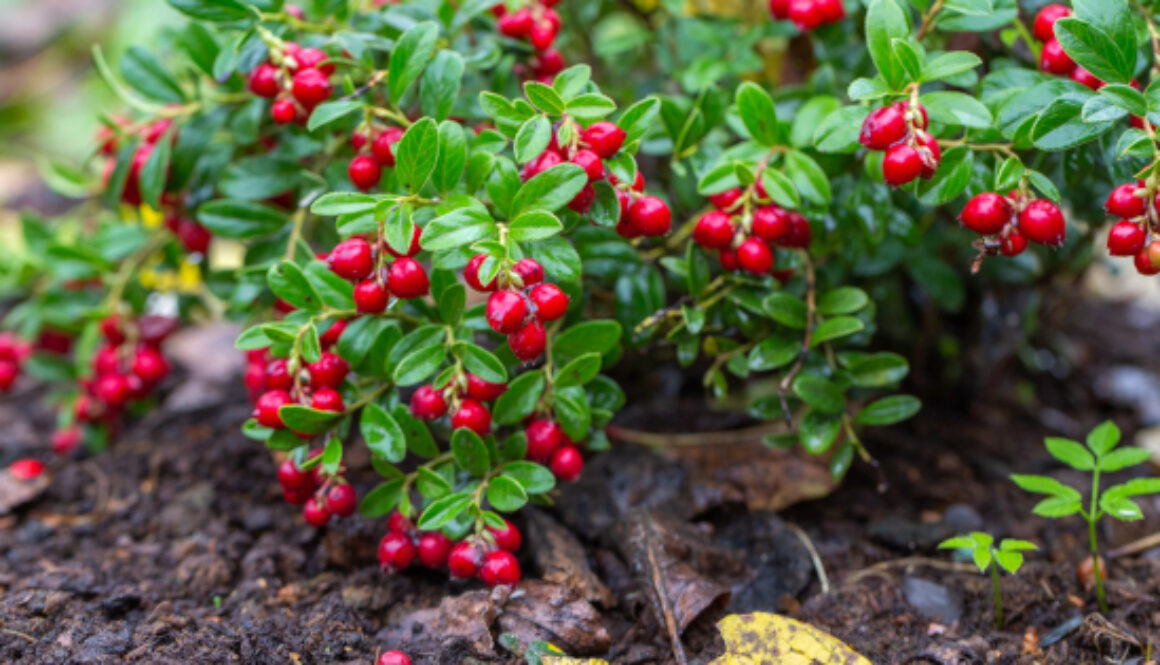 Love_Berries-10_Reasons_Why_You_Should_Try_Lingonberries-GreenMedInfo