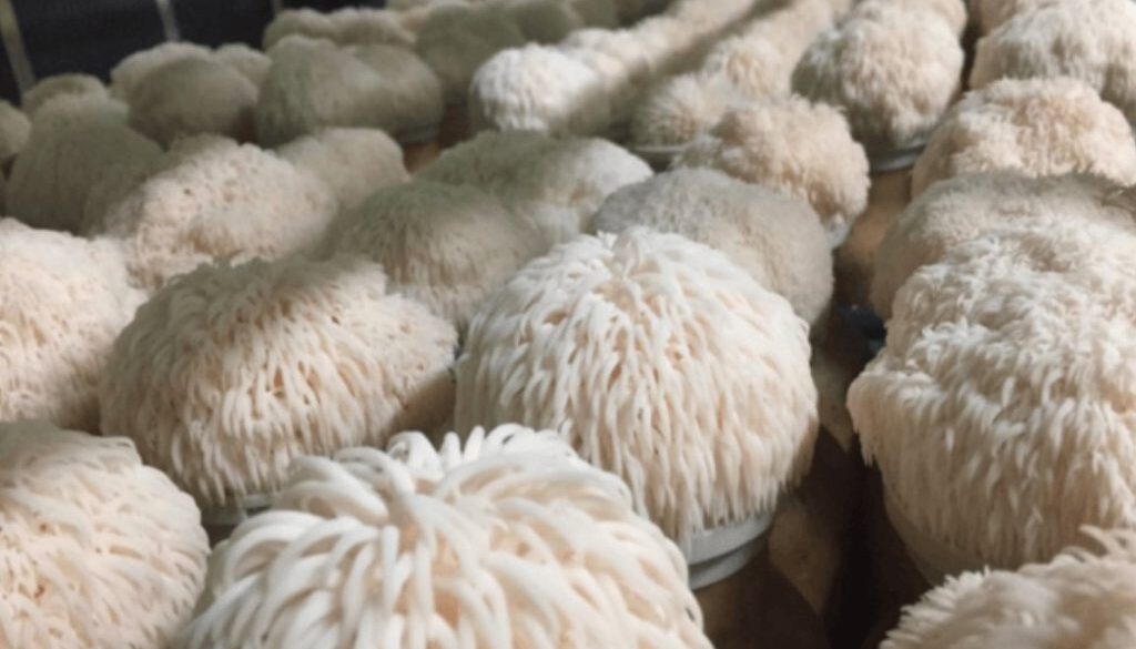 lions mane sf