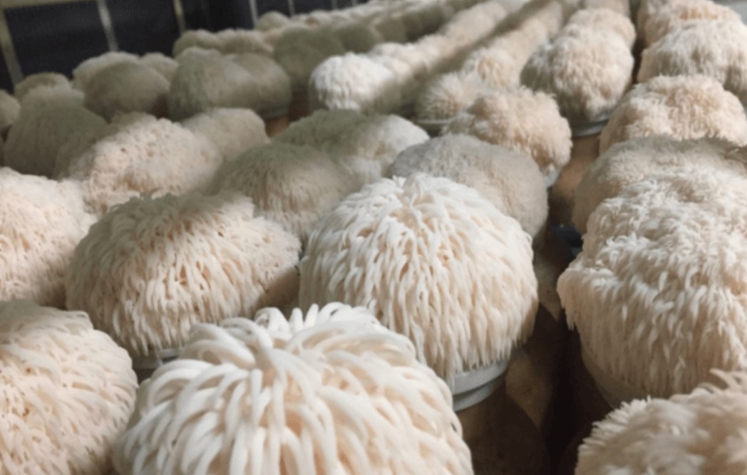 lions mane sf lions mane sf