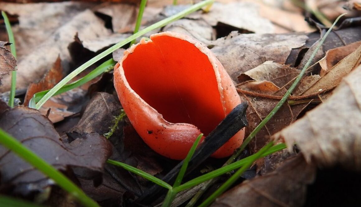 mushrooms learn land
