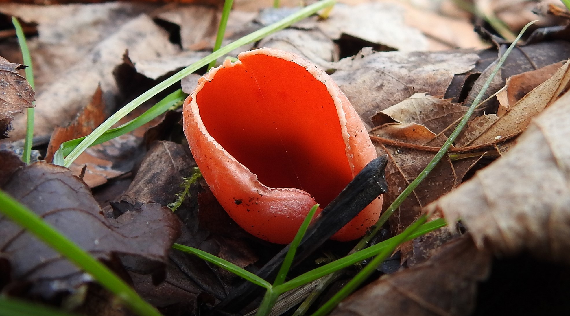 mushrooms learn land