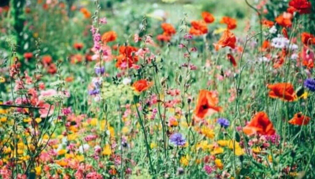 garden flowers