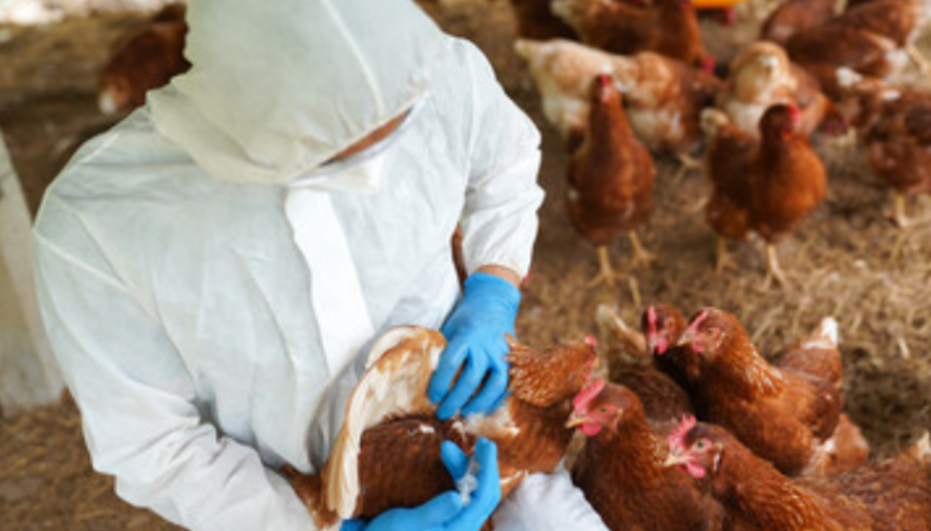 chicken cull