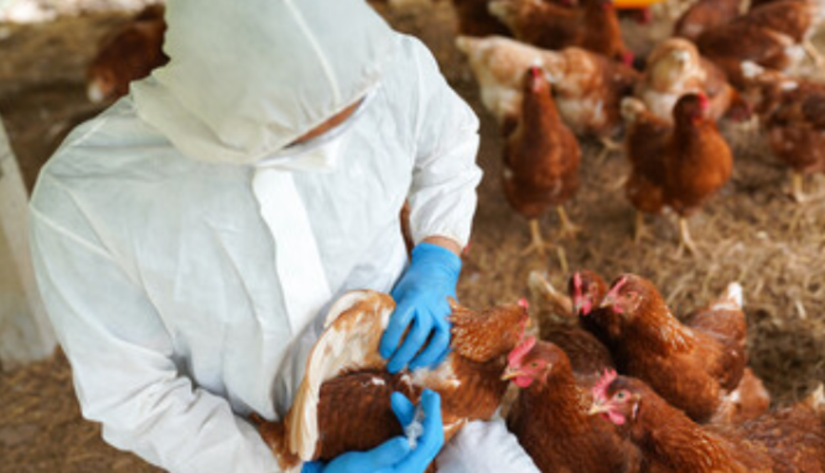 chicken cull