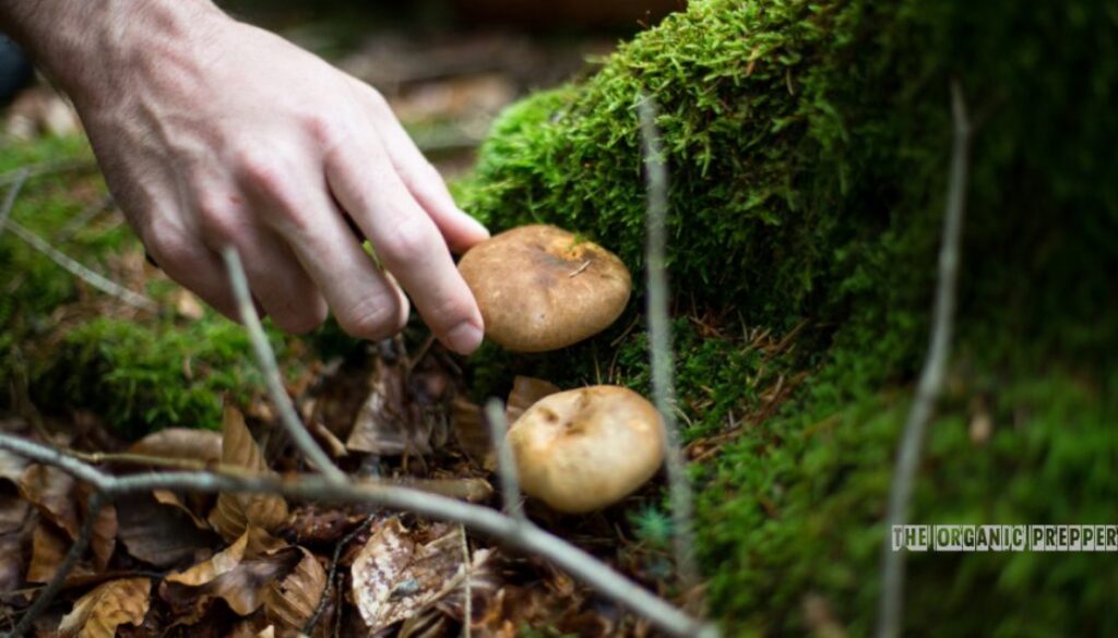 foraging-in-fall-and-winter-1024x536