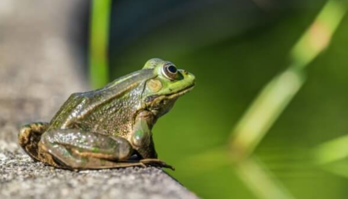 frogs mercury pexels