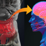 Parkinson’s disease shows significant link to damage in the gut