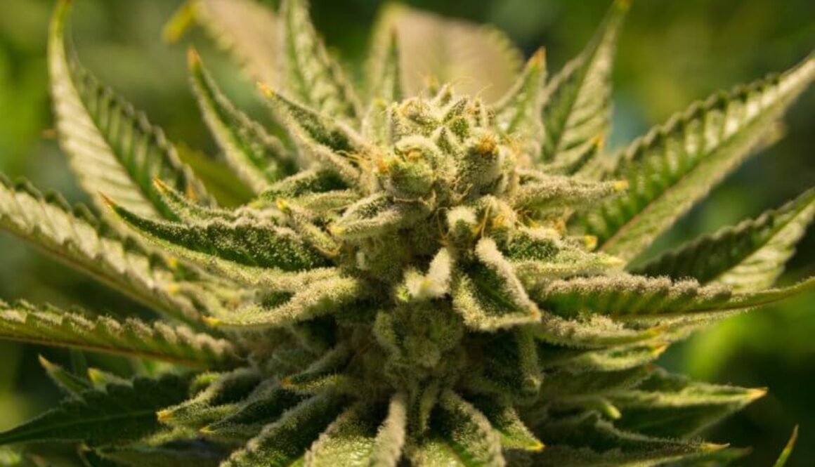 cannabis-2152604-816x520 pexels
