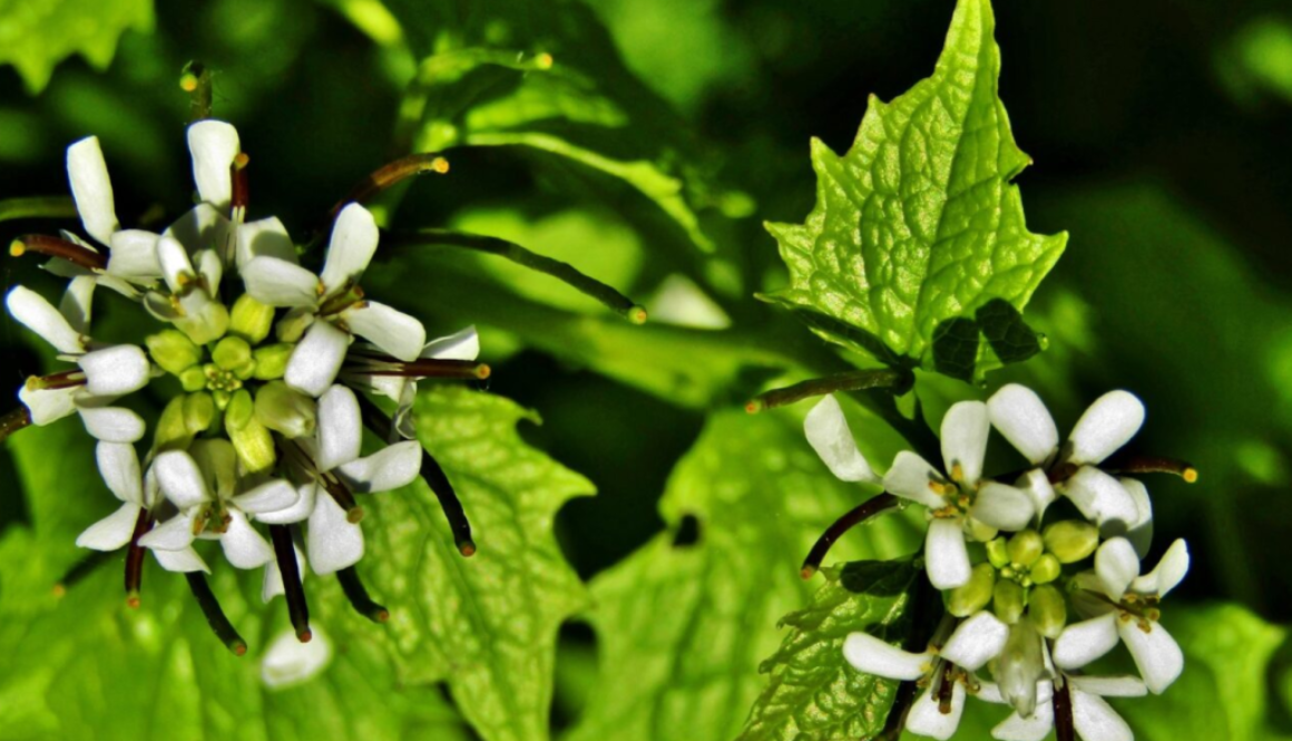 garlic mustard noh