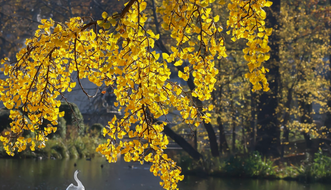 ginkgo biloba