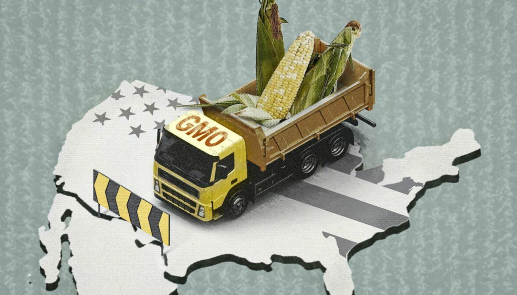 gm corn safety
