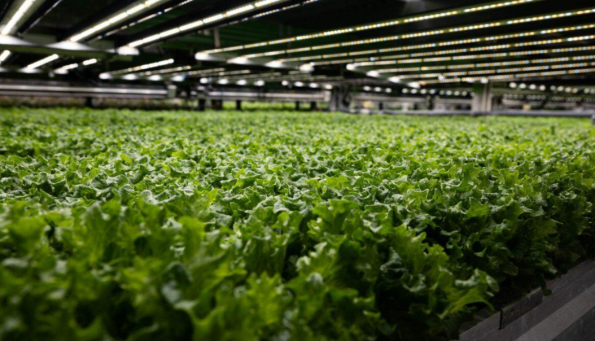 vax produce