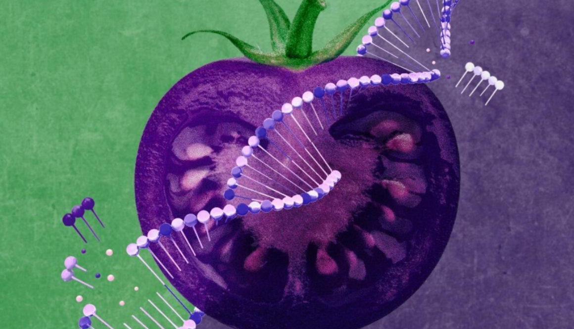 tomato gmo et