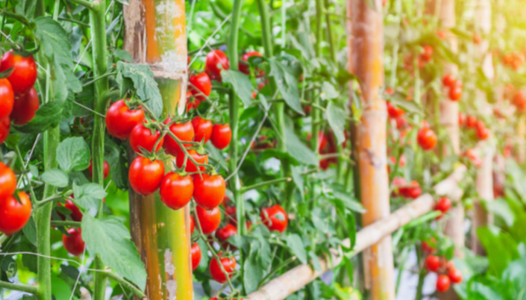 tomato late summer gmi